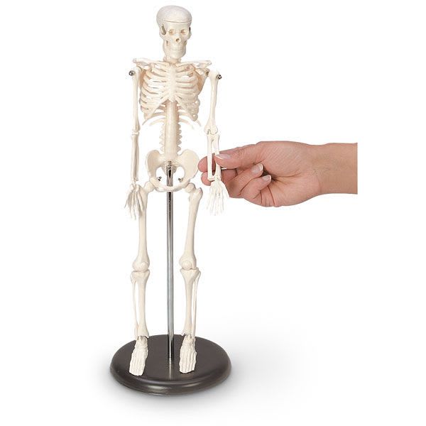 Skeleton anatomical model / miniature SB22563G Nasco