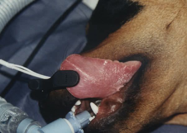Tongue SpO2 sensor / veterinary Mediaid Inc.