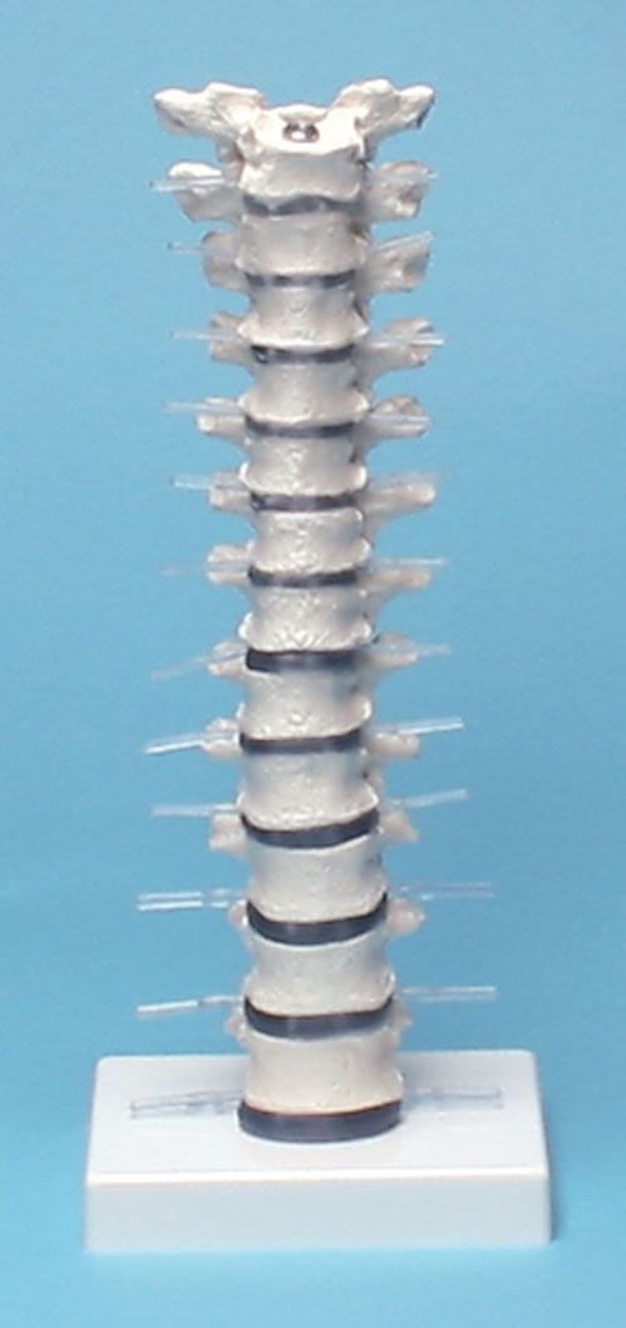 Thoracic spine anatomical model 4060 Erler-Zimmer Anatomiemodelle