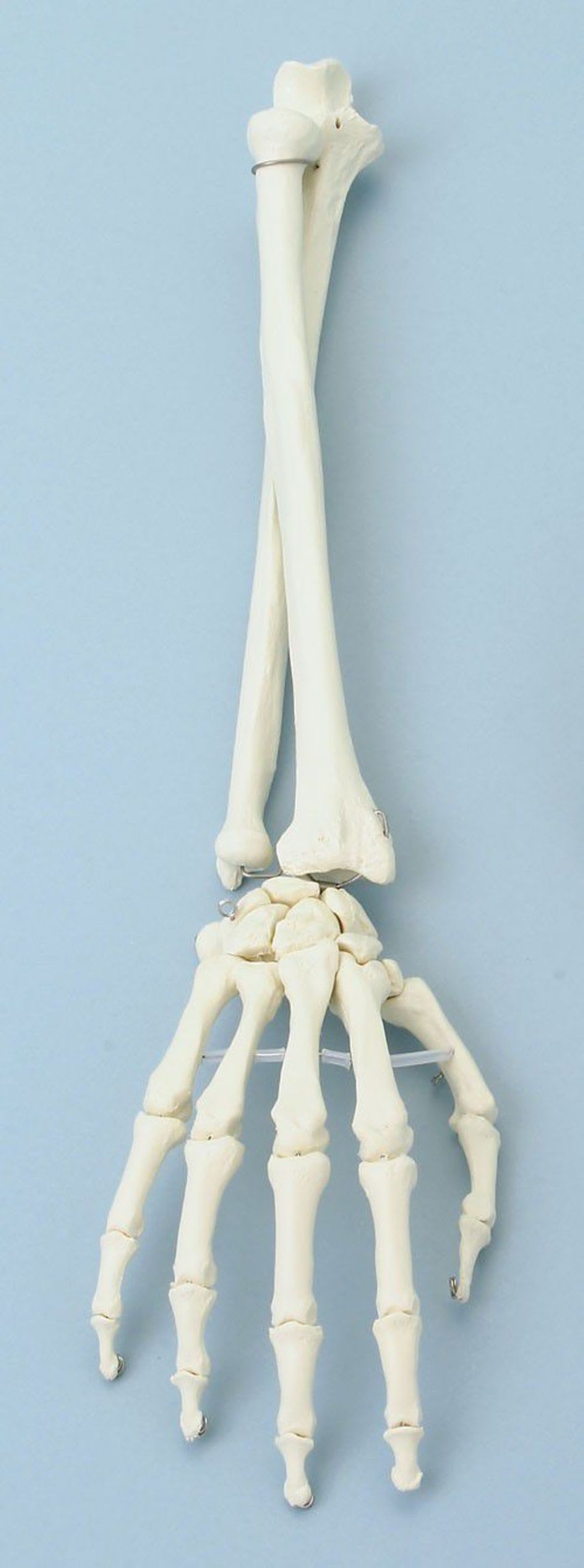 Hand anatomical model / ulna / skeleton / radius 6008 Erler-Zimmer Anatomiemodelle