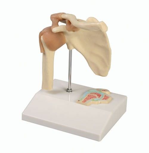 Shoulder anatomical model / joints / miniature 4520 Erler-Zimmer Anatomiemodelle