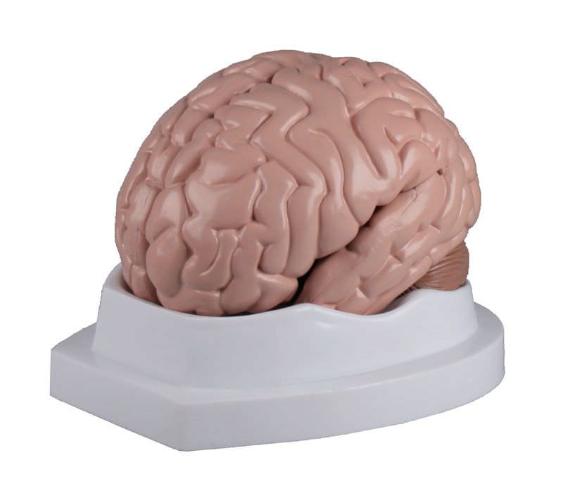 Brain anatomical model C218 Erler-Zimmer Anatomiemodelle