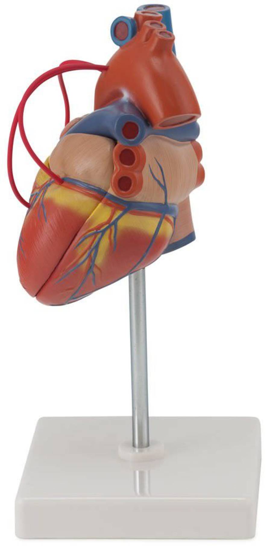 Heart anatomical model / with vascular bypass G105 Erler-Zimmer Anatomiemodelle