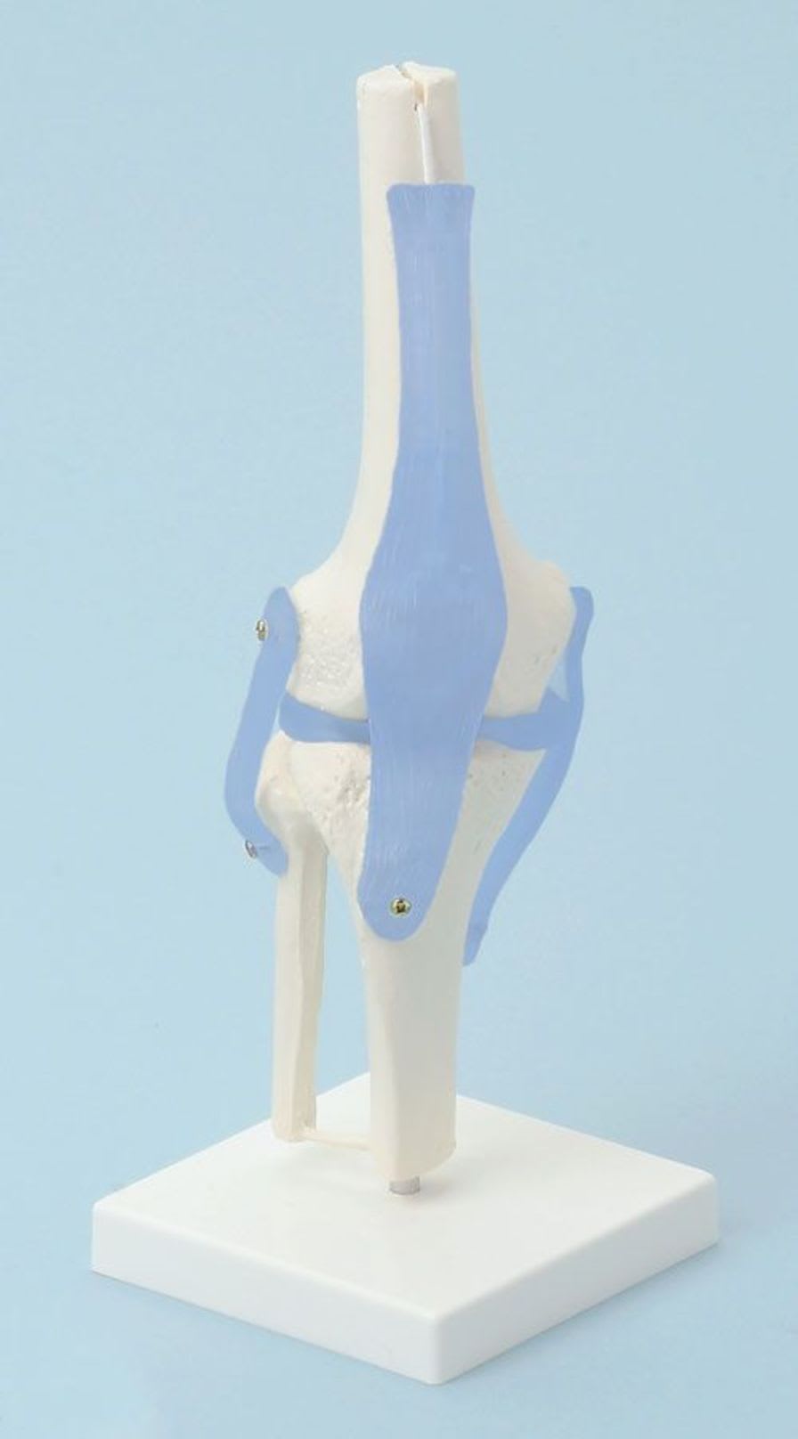 Joints anatomical model / knee 4552 Erler-Zimmer Anatomiemodelle