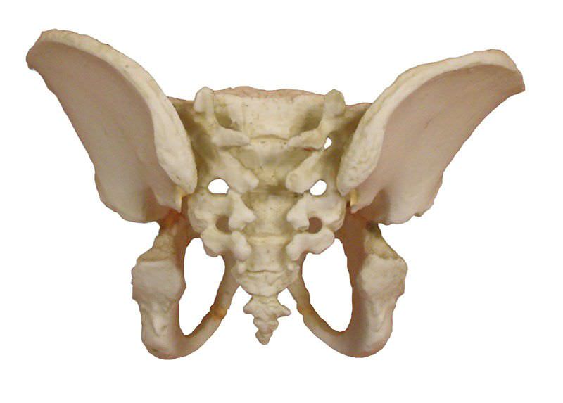 Skeleton anatomical model / pelvis / child 4051 Erler-Zimmer Anatomiemodelle