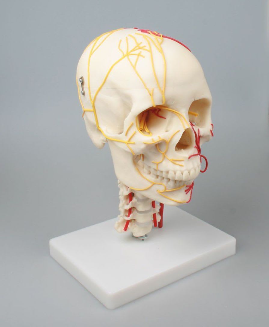 Skull anatomical model / miniature 4516 Erler-Zimmer Anatomiemodelle