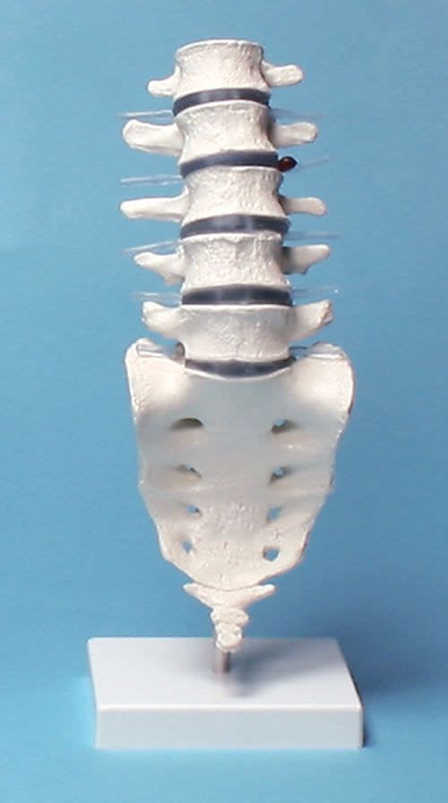 Vetebral column anatomical model / lumbar 4036 Erler-Zimmer Anatomiemodelle