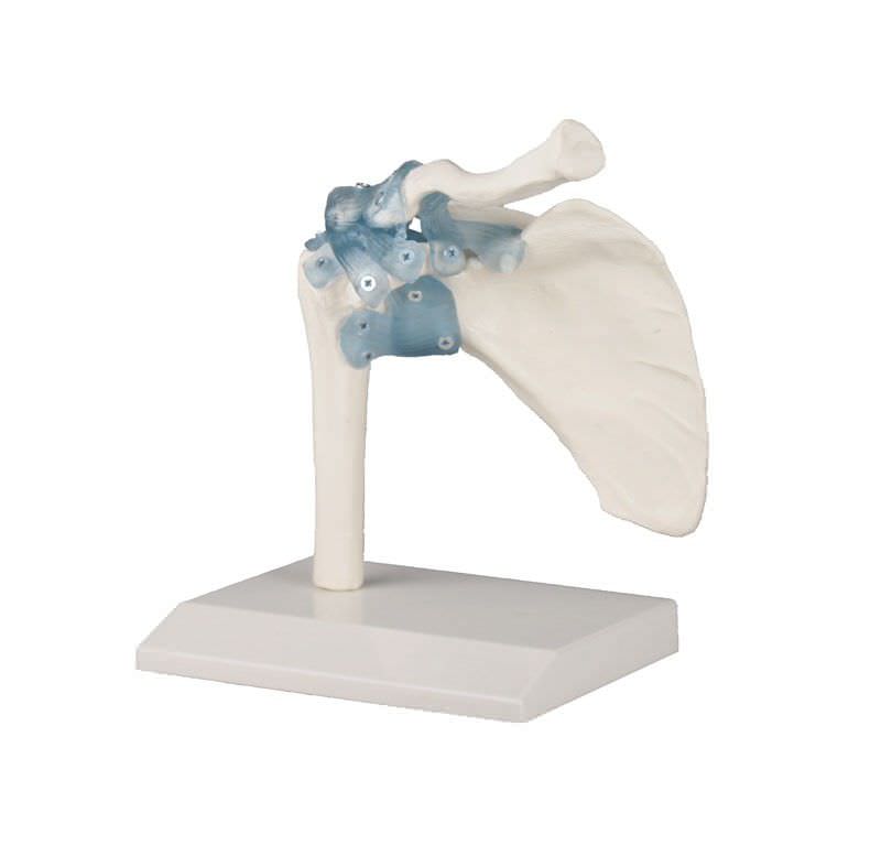 Joints anatomical model / shoulder 4550 Erler-Zimmer Anatomiemodelle