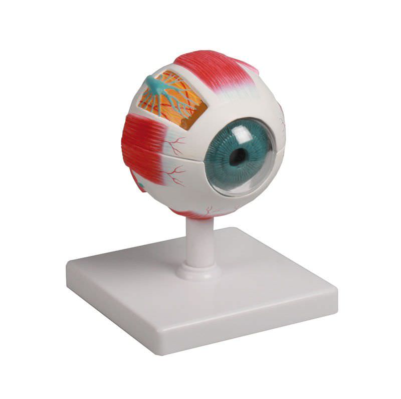 Eye anatomical model F210 Erler-Zimmer Anatomiemodelle