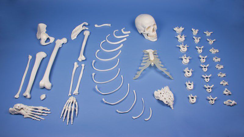 Skeleton anatomical model / disarticulated 3024 Erler-Zimmer Anatomiemodelle