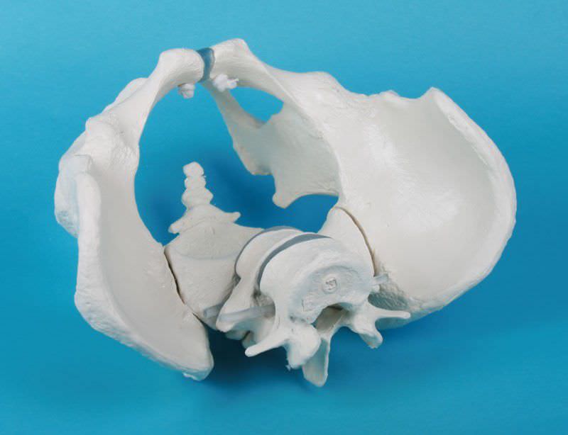 Pelvis anatomical model / with sacrum / skeleton / male 4056 Erler-Zimmer Anatomiemodelle