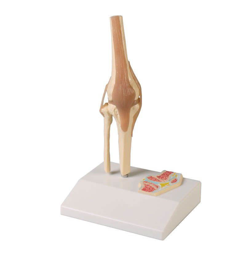 Joints anatomical model / knee / miniature 4522 Erler-Zimmer Anatomiemodelle