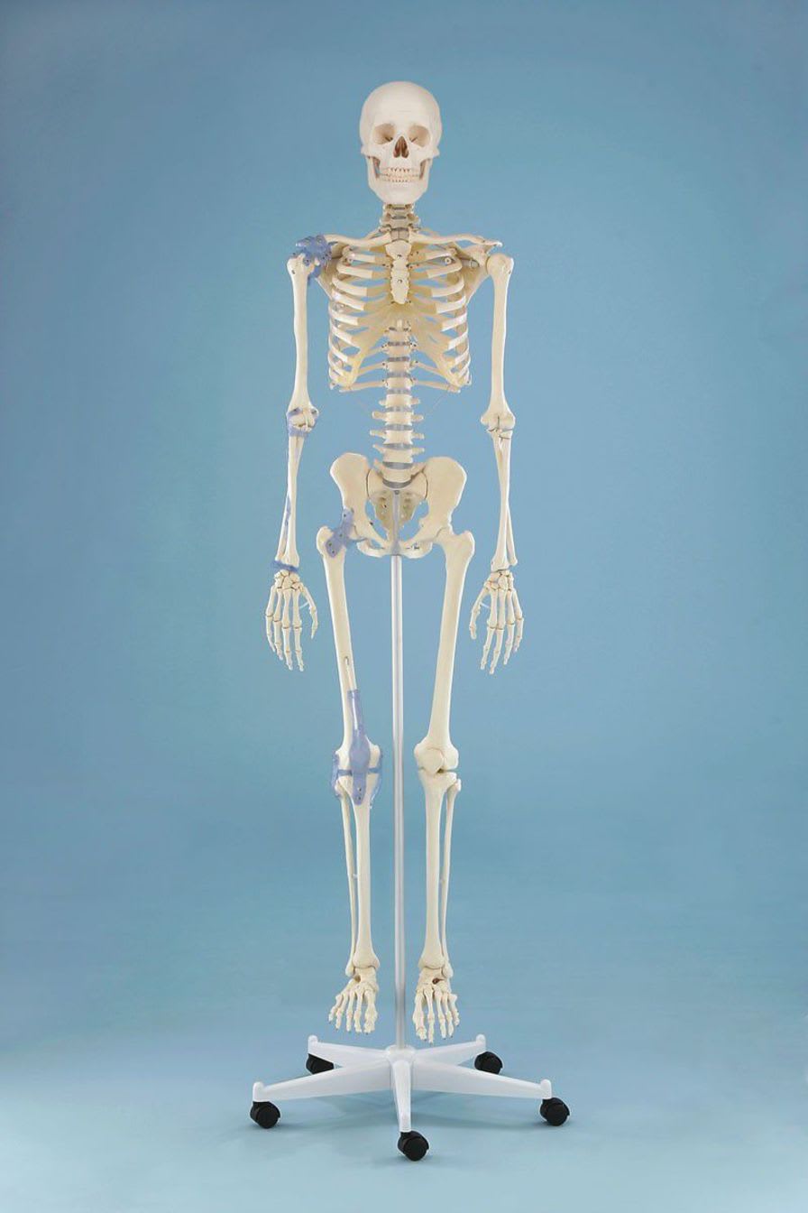 Skeleton anatomical model / articulated 3004 Otto Erler-Zimmer Anatomiemodelle