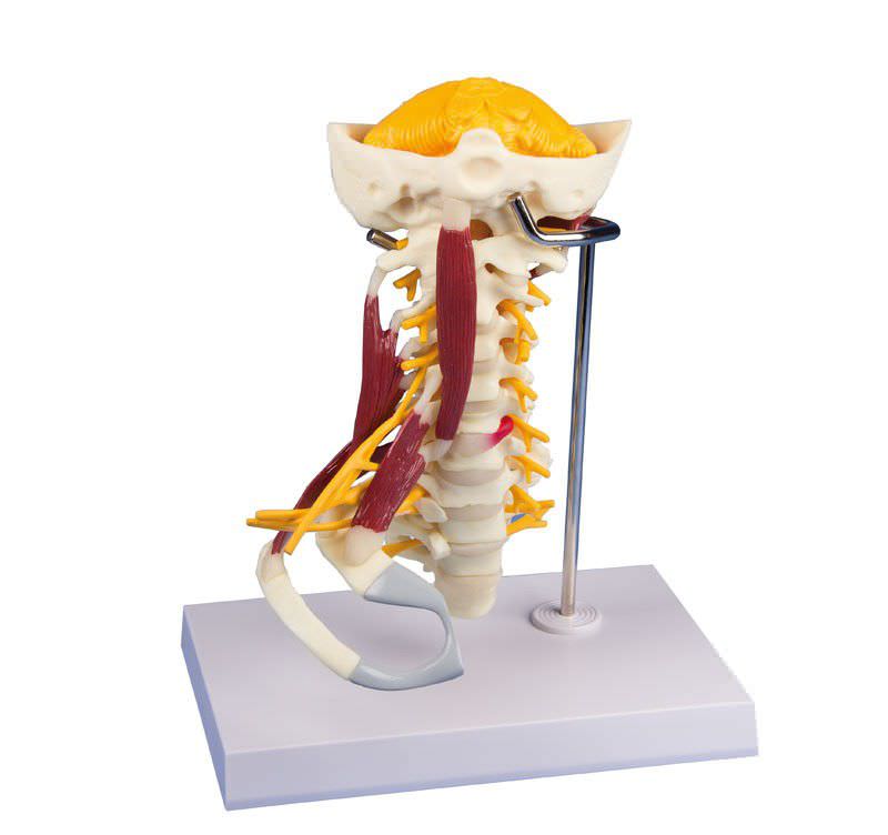 Cervical vertebra anatomical model / with musculature 4035 Erler-Zimmer Anatomiemodelle