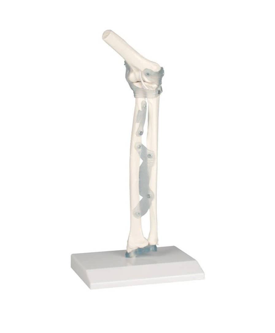 Joints anatomical model / elbow 4556 Erler-Zimmer Anatomiemodelle