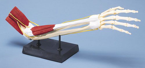 Joints anatomical model / elbow / with musculature 4566 Erler-Zimmer Anatomiemodelle