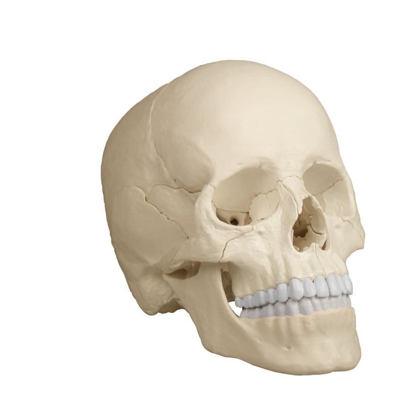 Skull anatomical model / articulated 4701 Erler-Zimmer Anatomiemodelle