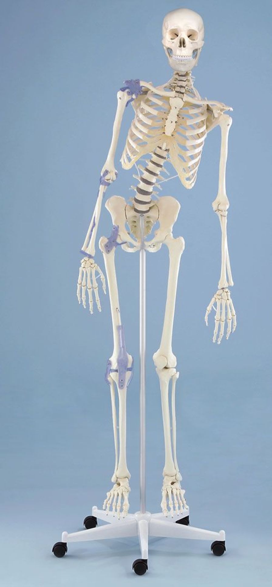 Skeleton anatomical model / articulated / with flexible spine 3013 Toni Erler-Zimmer Anatomiemodelle