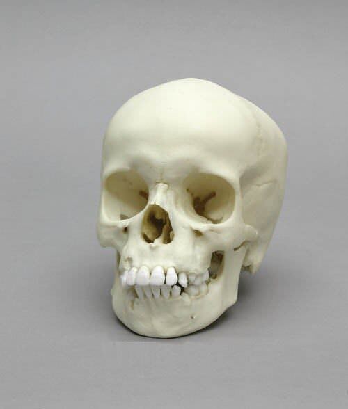 Skull anatomical model / child / articulated 4779 Erler-Zimmer Anatomiemodelle