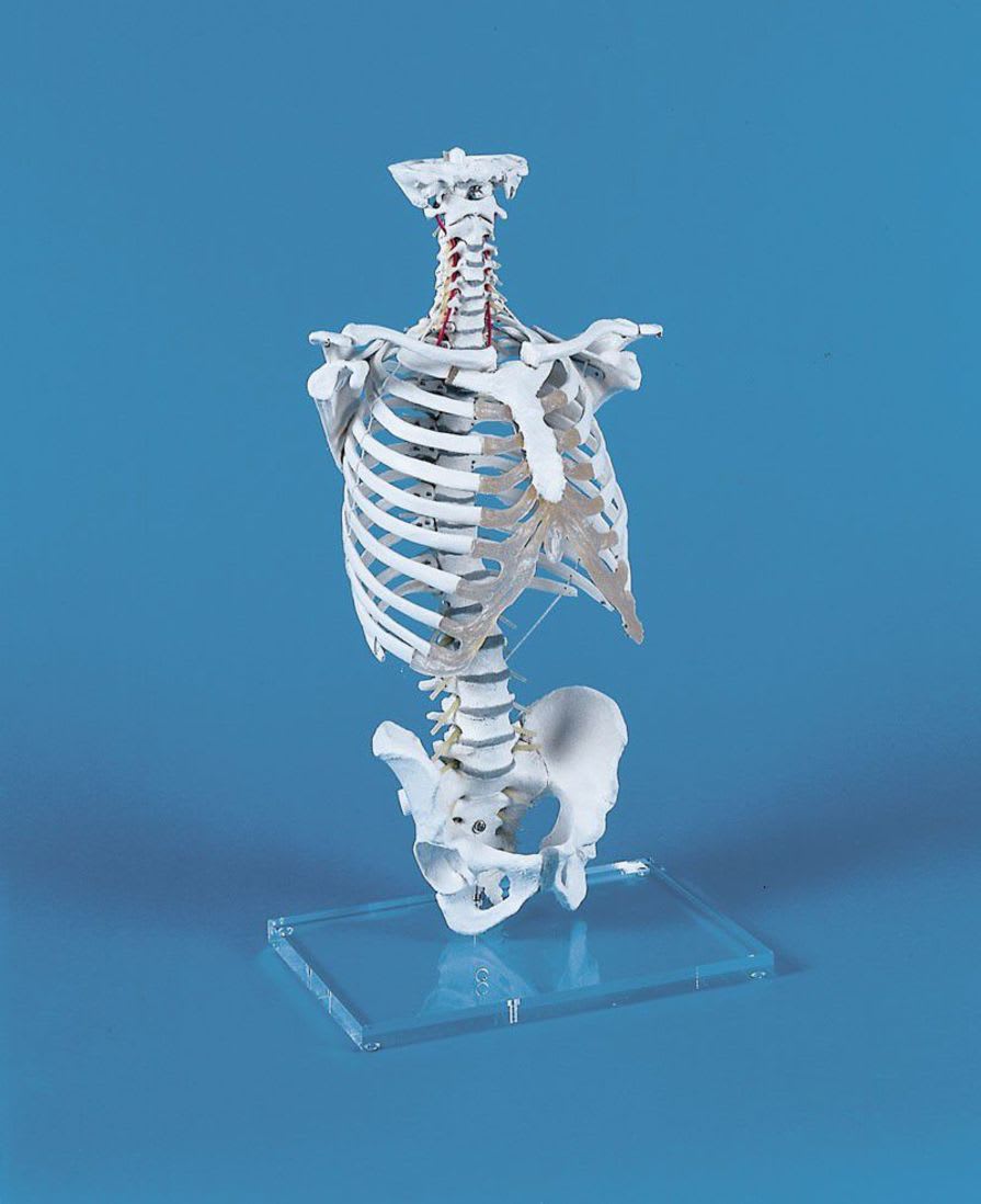 Vetebral column anatomical model / thoracic / flexible 4020 Erler-Zimmer Anatomiemodelle