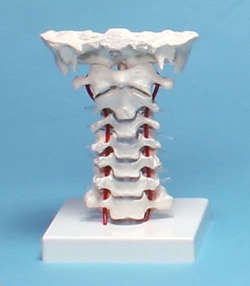 Cervical vertebra anatomical model 4073 Erler-Zimmer Anatomiemodelle