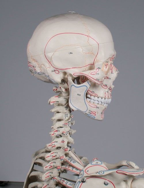 Skeleton anatomical model / articulated / with flexible spine / with muscle marking 3016 Max Erler-Zimmer Anatomiemodelle