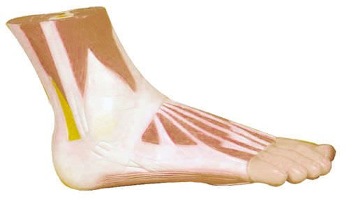Muscle anatomical model / foot M138 Erler-Zimmer Anatomiemodelle