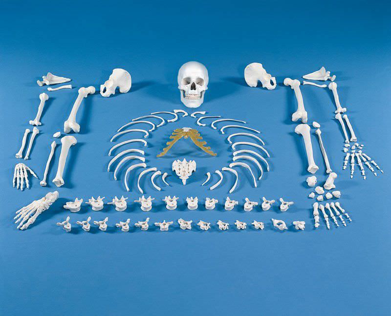 Skeleton anatomical model / disarticulated 3020 Erler-Zimmer Anatomiemodelle
