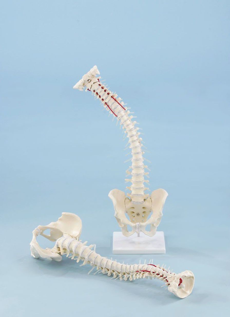 Vetebral column anatomical model / with removable pelvis / flexible 4006 Erler-Zimmer Anatomiemodelle