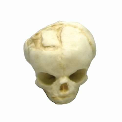 Skull anatomical model / fetus / articulated 4767 Erler-Zimmer Anatomiemodelle