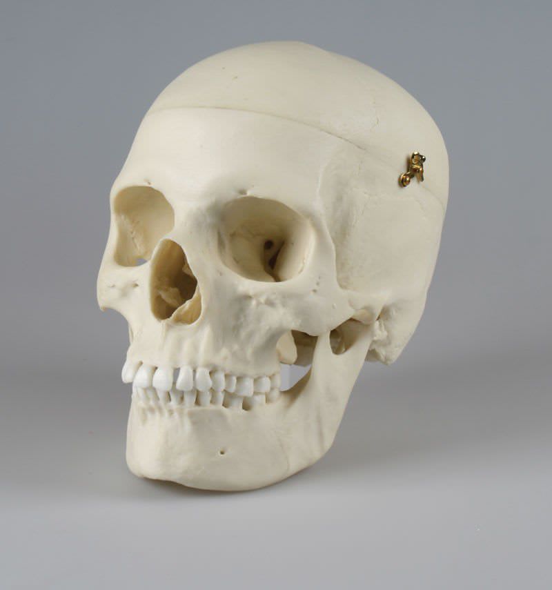Skull anatomical model / articulated 4715 Erler-Zimmer Anatomiemodelle