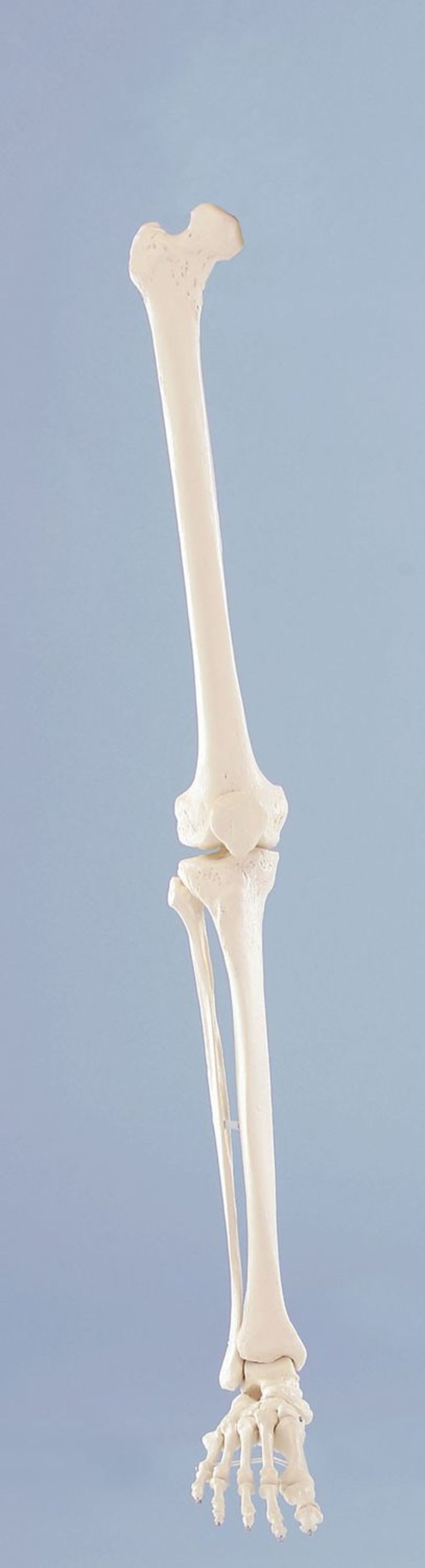 Skeleton anatomical model 6062 Erler-Zimmer Anatomiemodelle