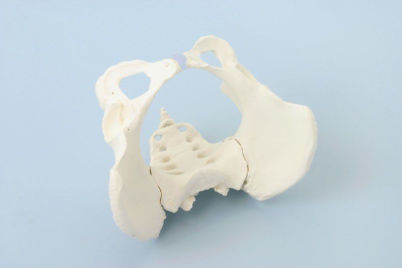 Pelvis anatomical model / skeleton / with sacrum / female 4054 Erler-Zimmer Anatomiemodelle