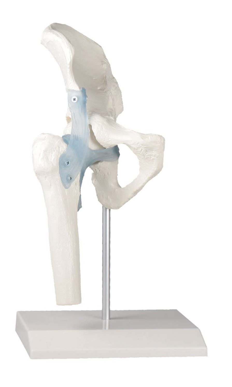 Joints anatomical model / hip 4553 Erler-Zimmer Anatomiemodelle