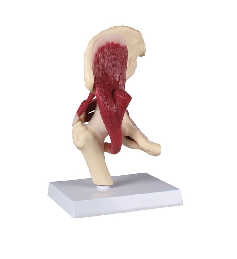 Hip anatomical model / joints / with musculature 4663 Erler-Zimmer Anatomiemodelle