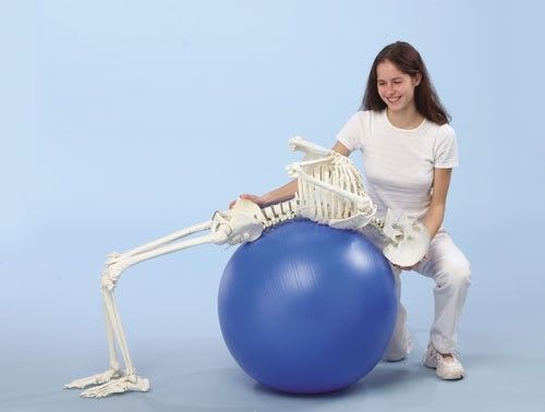Skeleton anatomical model / articulated / with flexible spine 3014 Hugo Erler-Zimmer Anatomiemodelle