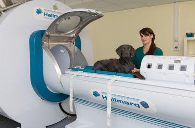 MRI system veterinary tomography system / for companion animals 1.5 T | PetVet Hallmarq Veterinary Imaging