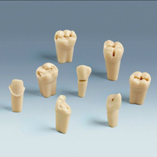 Tooth anatomical model ANA-4 ZP frasaco