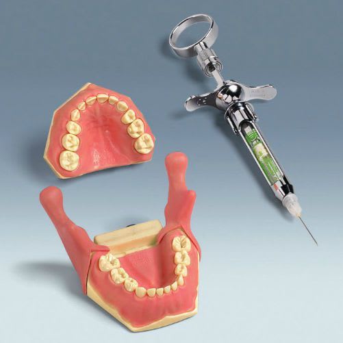 Denture anatomical model / child AK-6/2 IB frasaco