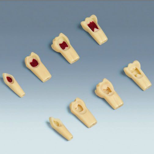 Tooth anatomical model AK-6/2 ZPUW, AK-6/2 ZPUL frasaco