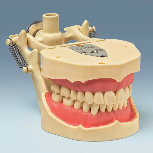 Denture anatomical model ANA-4 DAF frasaco