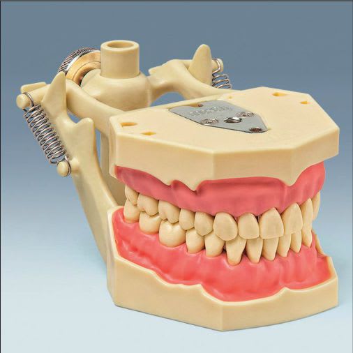 Denture anatomical model AG-3 DA frasaco