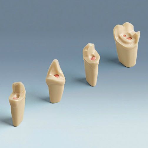 Tooth anatomical model ANA-4 ZEE frasaco