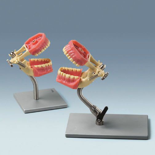 Denture anatomical model A-6 DAD 16 K frasaco