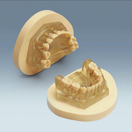 Denture anatomical model / child AM-5 99-001 frasaco