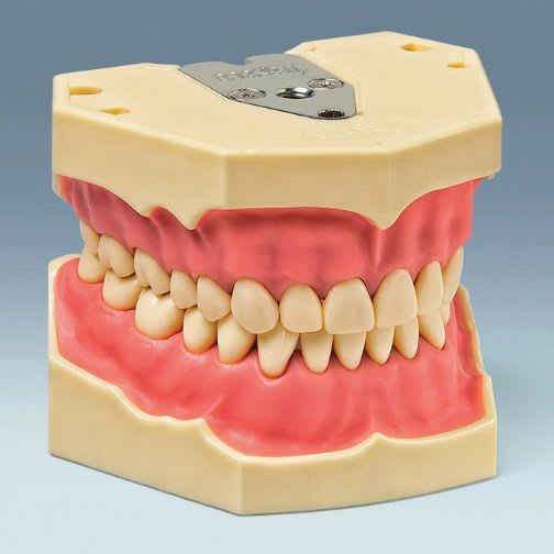 Denture anatomical model AG-3 W 20 frasaco