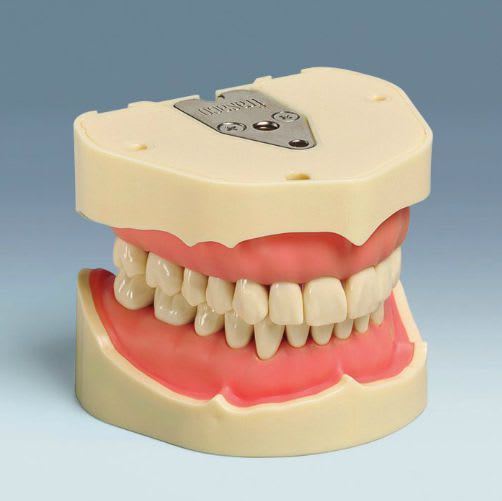 Denture anatomical model ANA-4 V frasaco