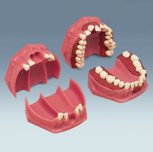 Denture anatomical model A-8 frasaco