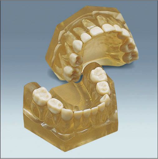 Denture anatomical model / child AM-5 frasaco
