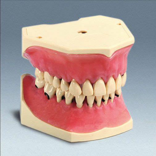 Denture anatomical model A-PZ frasaco